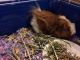 Guinea Pig Rodents for sale in Detroit, MI, USA. price: NA
