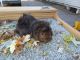 Guinea Pig Rodents for sale in Lincoln, NE, USA. price: NA