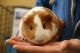 Guinea Pig Rodents for sale in Peoria, AZ, USA. price: NA