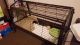 Guinea Pig Rodents for sale in El Paso, TX, USA. price: NA