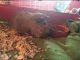 Guinea Pig Rodents for sale in Philadelphia, PA, USA. price: NA