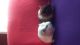 Guinea Pig Rodents for sale in South Gate, CA, USA. price: NA