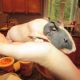 Guinea Pig Rodents for sale in Attleboro, MA, USA. price: $150