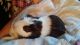 Guinea Pig Rodents for sale in Grand Blanc, MI 48439, USA. price: NA