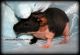 Guinea Pig Rodents for sale in Plant City, FL, USA. price: $100