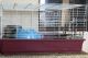 Guinea Pig Rodents for sale in Somerset, Franklin Township, NJ 08873, USA. price: $80
