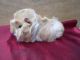Guinea Pig Rodents for sale in Chicopee, MA, USA. price: NA