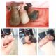 Guinea Pig Rodents for sale in Solon, OH 44139, USA. price: NA