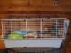 Guinea Pig Rodents for sale in OH-56, Circleville, OH 43113, USA. price: NA