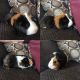 Guinea Pig Rodents for sale in Hartland, MI 48353, USA. price: NA