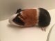 Guinea Pig Rodents for sale in Jupiter, FL, USA. price: NA