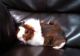 Guinea Pig Rodents for sale in Selma, NC, USA. price: NA