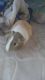 Guinea Pig Rodents for sale in Saginaw, MI, USA. price: NA
