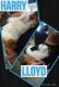 Guinea Pig Rodents for sale in Phoenix, AZ, USA. price: $100