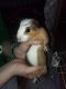 Guinea Pig Rodents for sale in Garden City, MI 48135, USA. price: NA