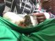 Guinea Pig Rodents for sale in Trenton, NJ 08618, USA. price: $60