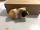 Guinea Pig Rodents for sale in Malvern, PA 19355, USA. price: $12