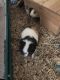 Guinea Pig Rodents for sale in Troy, MI, USA. price: NA