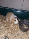 Guinea Pig Rodents for sale in Ithaca, MI 48847, USA. price: NA