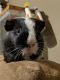Guinea Pig Rodents for sale in Medway, OH 45341, USA. price: NA
