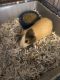 Guinea Pig Rodents for sale in Trinity, NC 27370, USA. price: NA