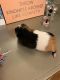 Guinea Pig Rodents for sale in 8739 W Mill Rd, Milwaukee, WI 53225, USA. price: $70