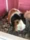 Guinea Pig Rodents for sale in Elkton, MD 21921, USA. price: NA