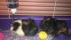 Guinea Pig Rodents for sale in Fairmont, WV 26554, USA. price: $250