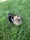 Guinea Pig Rodents for sale in Omaha, NE, USA. price: NA