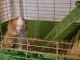 Guinea Pig Rodents for sale in Edmond, OK, USA. price: $50
