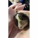 Guinea Pig Rodents for sale in Milford, OH, USA. price: NA