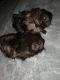 Guinea Pig Rodents for sale in New York, NY, USA. price: NA