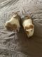 Guinea Pig Rodents for sale in Southfield, MI 48075, USA. price: NA