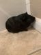 Guinea Pig Rodents for sale in Monument, CO, USA. price: $50