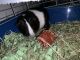 Guinea Pig Rodents for sale in Medford, NJ, USA. price: NA