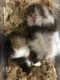 Guinea Pig Rodents for sale in Wharton, NJ, USA. price: $40
