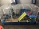 Guinea Pig Rodents for sale in Plymouth, MN, USA. price: NA