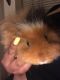 Guinea Pig Rodents for sale in Portland, OR, USA. price: NA