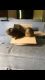 Guinea Pig Rodents for sale in Silverdale, WA, USA. price: $70