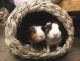 Guinea Pig Rodents for sale in SoMa, San Francisco, CA, USA. price: $20