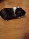 Guinea Pig Rodents for sale in Scottsdale, AZ, USA. price: $65