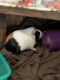 Guinea Pig Rodents for sale in Lemoore, CA 93245, USA. price: NA