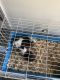 Guinea Pig Rodents for sale in Bellefontaine, OH 43311, USA. price: NA