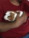 Guinea Pig Rodents for sale in Nampa, ID 83686, USA. price: $50