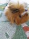 Guinea Pig Rodents for sale in Lecanto, FL, USA. price: NA