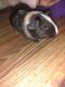 Guinea Pig Rodents for sale in Fitchburg, MA 01420, USA. price: $5