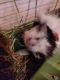 Guinea Pig Rodents for sale in Adirondack, NY 12808, USA. price: NA