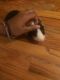 Guinea Pig Rodents for sale in 13-88 McBride St, Far Rockaway, NY 11691, USA. price: NA