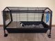 Guinea Pig Rodents for sale in Maplewood, MN, USA. price: $100