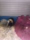 Guinea Pig Rodents for sale in 7649 S Stewart Ave, Chicago, IL 60620, USA. price: NA